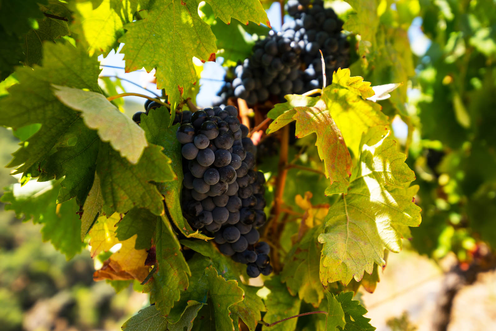 VIGNETI & AZIENDE AGRICOLE VITIVINICOLE IN VENDITA PORTOGALLO, DOURO, PORTO , TENUTE | Douro Superiore Porto, Cima Corgo, Baixo Corgo